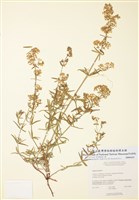 藏品(北方豬殃殃)的圖片